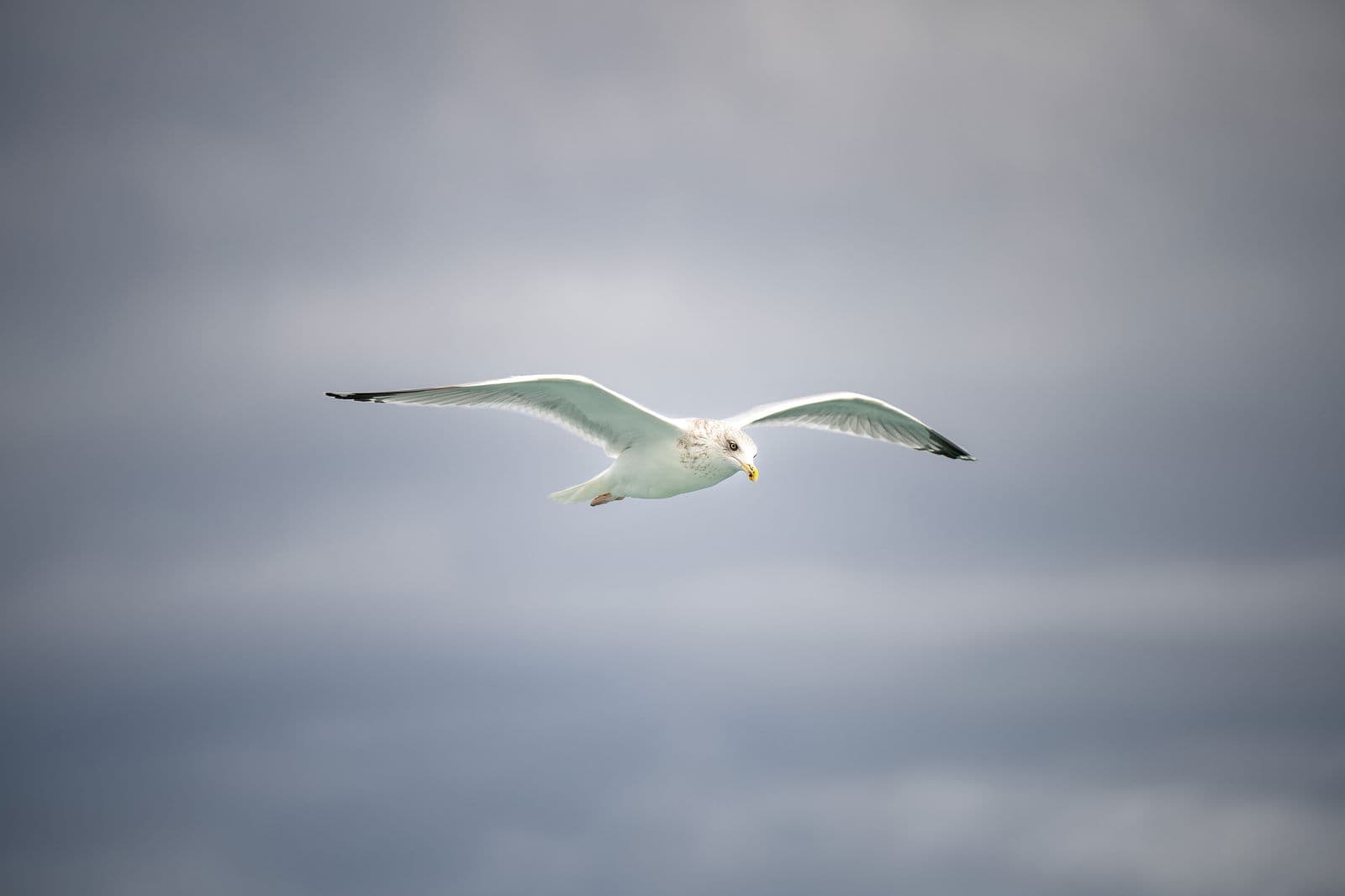 Entreprise Mickael Rault - Image 2